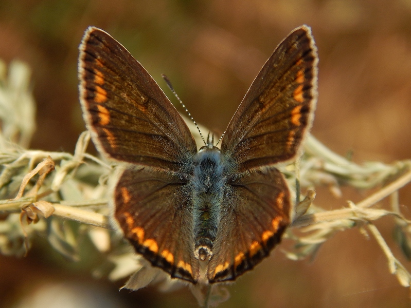 Polyommatus icarus M e F